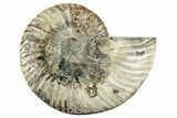 Cut & Polished Ammonite Fossil (Half) - Madagascar #282605-1